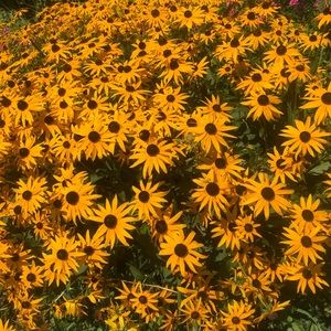 Meet your Posher, Jeane